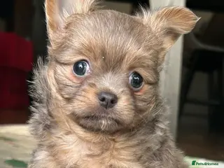 Chihuahua dogs 🐾 Stunning Long-Haired Chihuahua Puppies - Advert 10