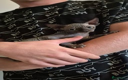 Sphynx cats for sale: Silver elf and black little babies - Image 6