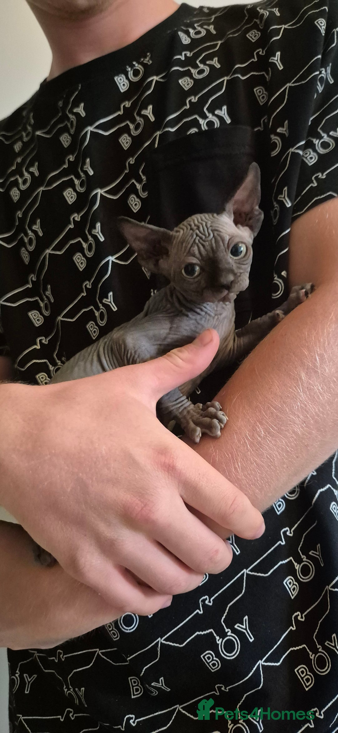 Sphynx cats for sale: Silver elf and black little babies - Image 6