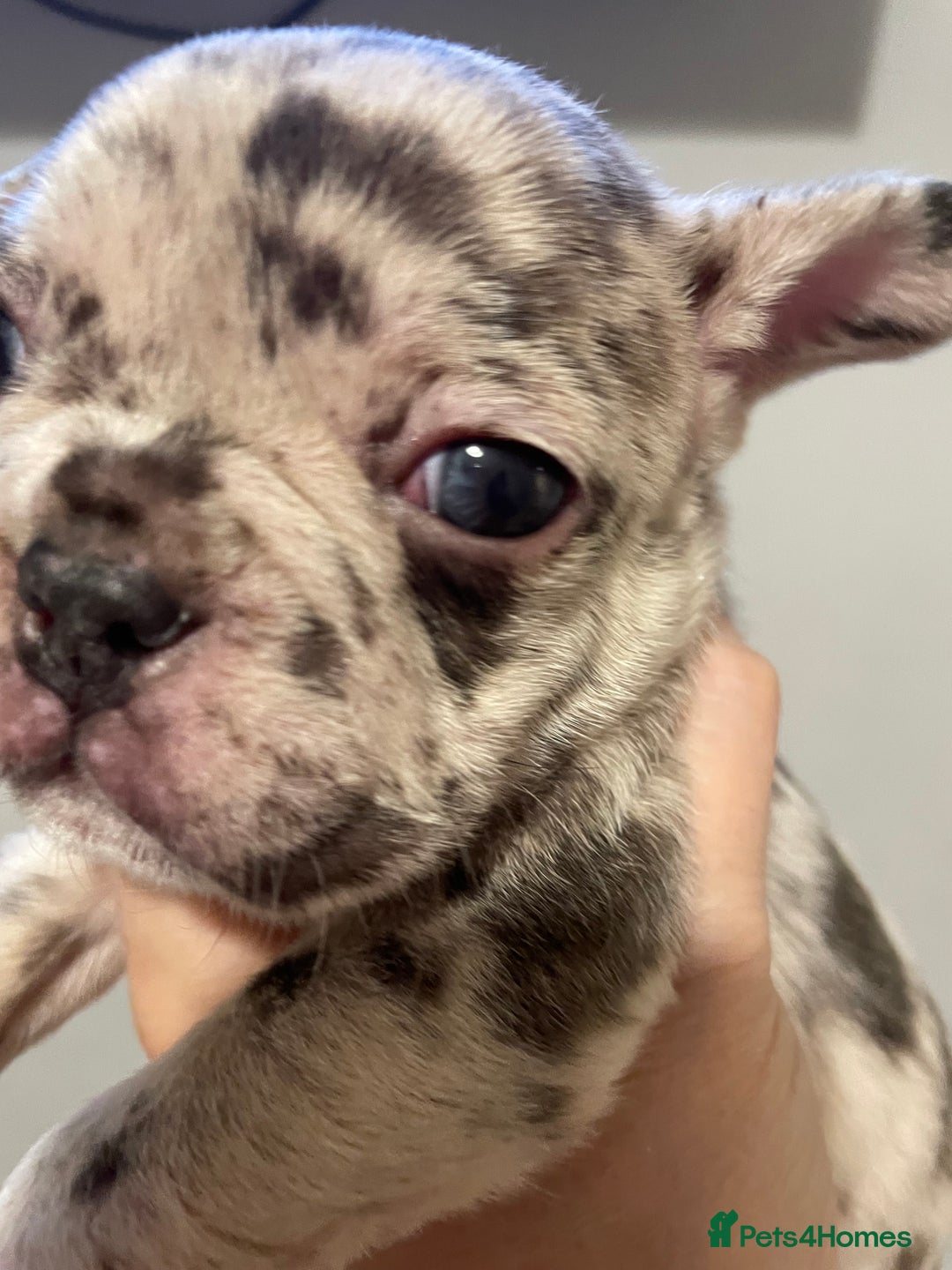 French Bulldog dogs for sale: 1 GIRL REMAINING FROM LITTER OF 5 FRENCH BULLDOGS  - Advert 27