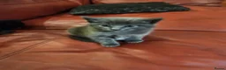 Mixed Breed cats for sale: Lovely 2 little ones  in Colchester - Advert 20