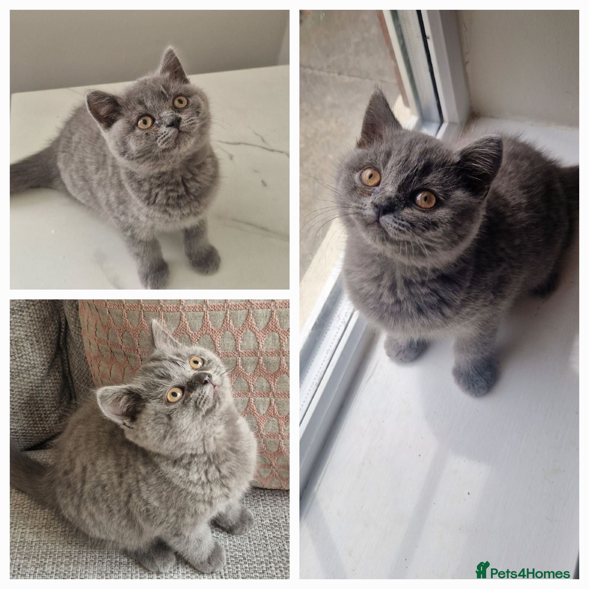 British Shorthair cats READY NOW GCCF PEDIGREE BRITISH SHORTHAIR KITTENS - Advert 2