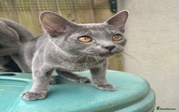 Asian cats for sale: Last Blue Asian boy ready for a loving family - Image 3