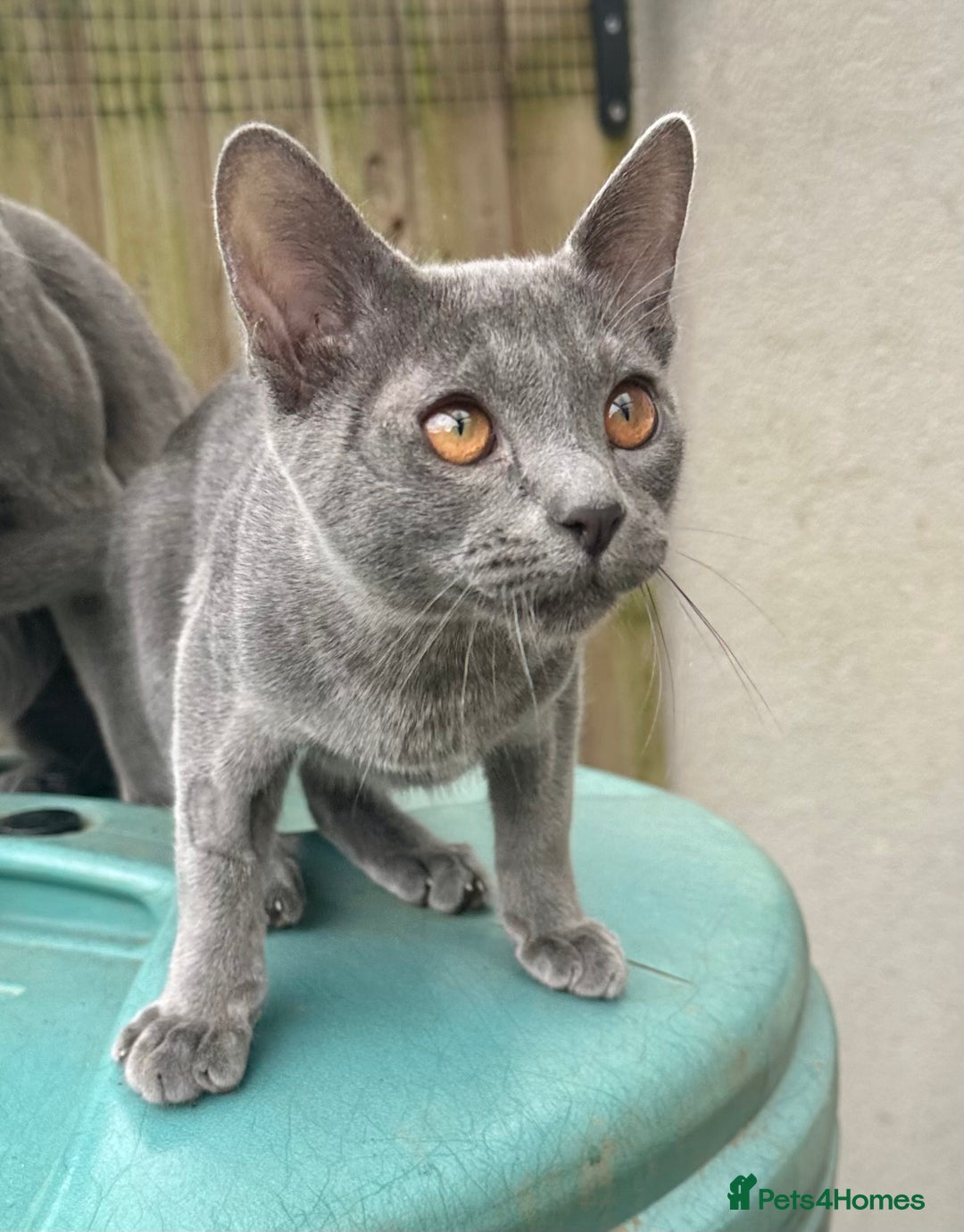 Asian cats for sale: Last Blue Asian boy ready for a loving family - Image 3