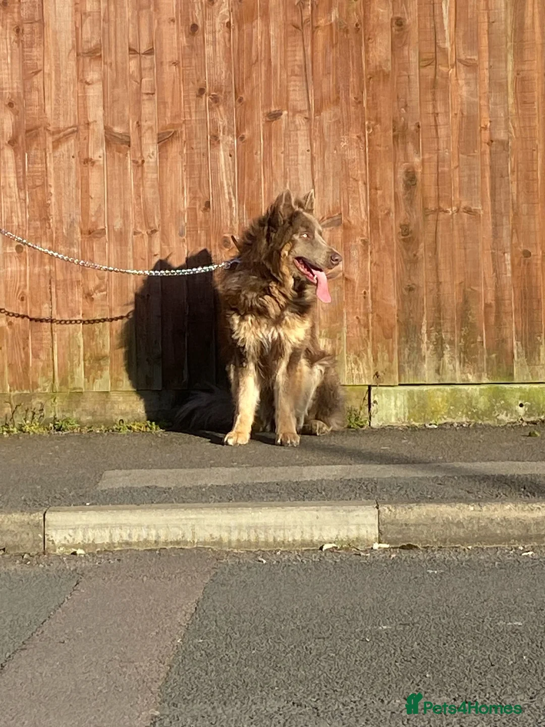 German Shepherd dogs for sale: Meet Sixty. Our Beautiful Isabella German Shepherd - Advert 5