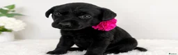 Labrador Retriever dogs for sale: LABRADOR RETRIEVER PUPPIES – HEALTH TESTED - Advert 10