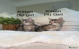 Mixed Breed cats for sale: 5 beautiful kittens 8 weeks old ready now  - Image 15