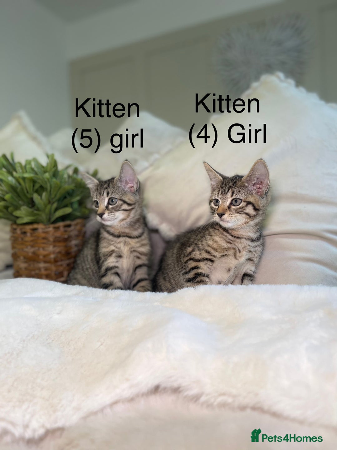 Mixed Breed cats for sale: 5 beautiful kittens 8 weeks old ready now  - Image 15