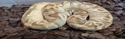 Python Snake reptiles for sale: 4 x Female Adult Ball Pythons Clown Orange Dream - Advert 4