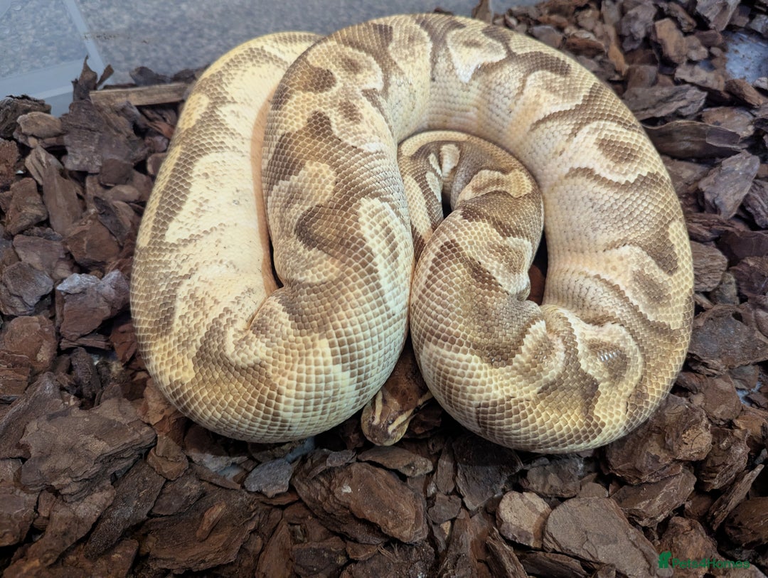 Python Snake reptiles for sale: 4 x Female Adult Ball Pythons Clown Orange Dream - Advert 4