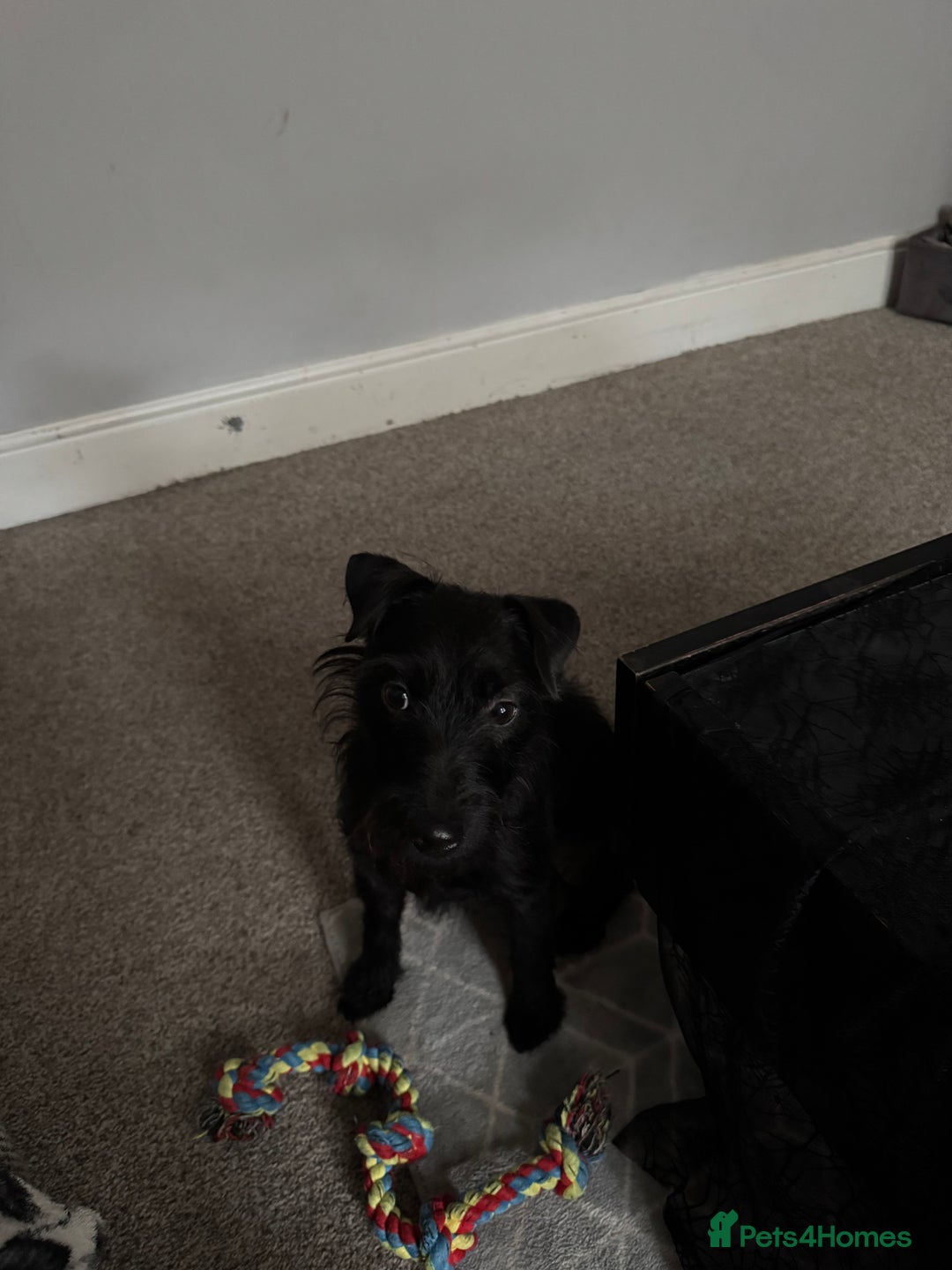 Lakeland Terrier dogs for sale: Lakeland terrier - Advert 1