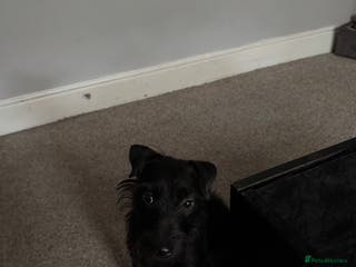 Lakeland Terrier dogs Lakeland terrier - Advert 11