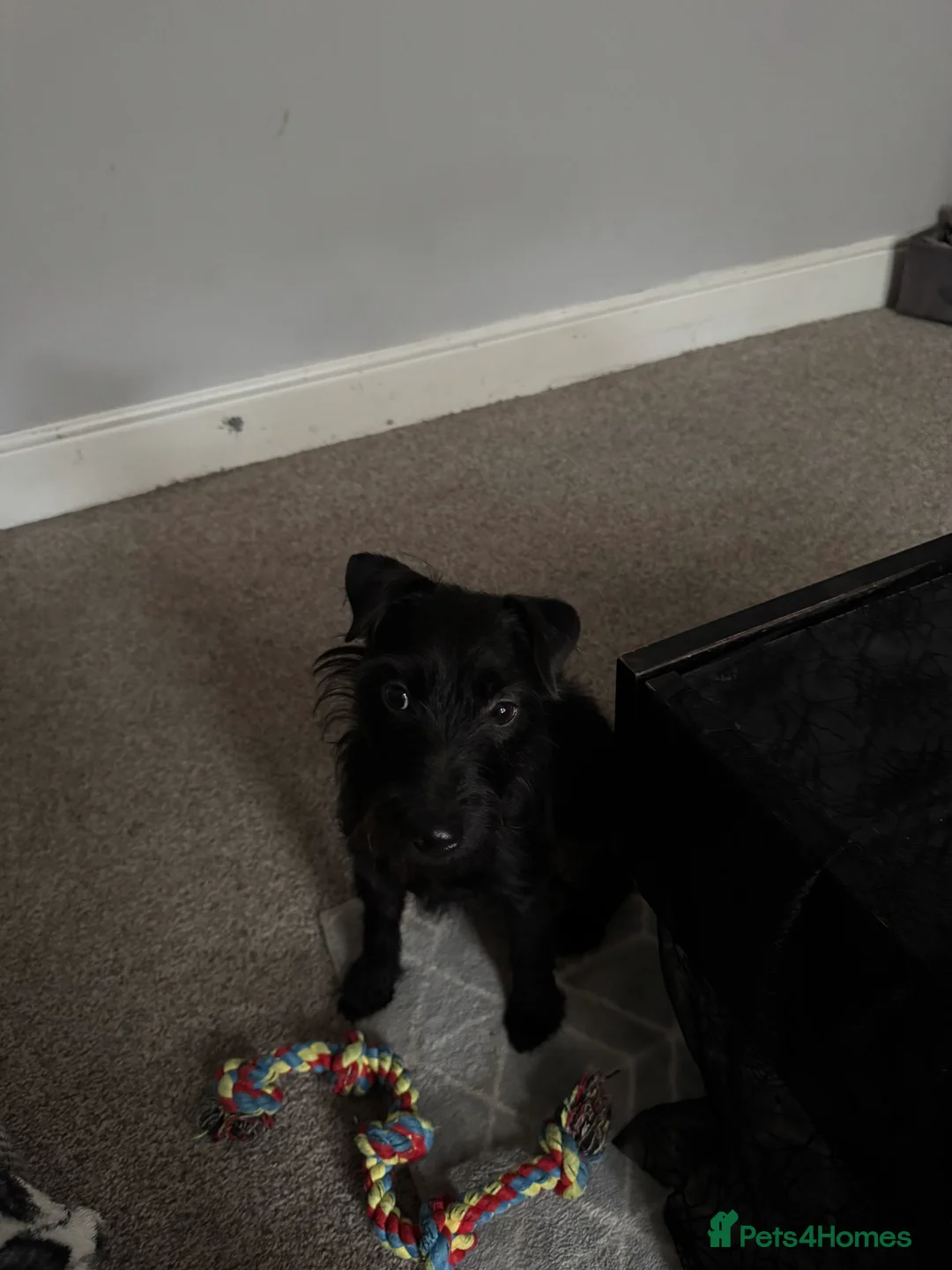 Lakeland Terrier dogs for sale: Lakeland terrier - Advert 1