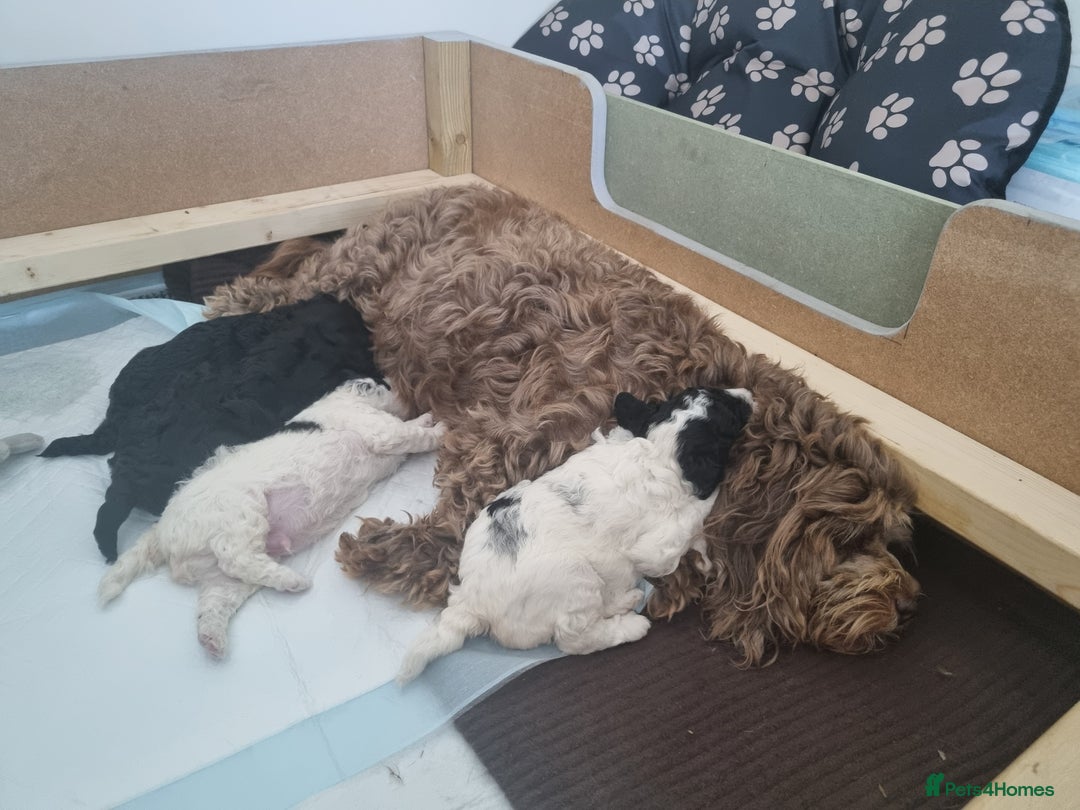 Cockapoo dogs for sale: F1b Cockapoo  - Image 6
