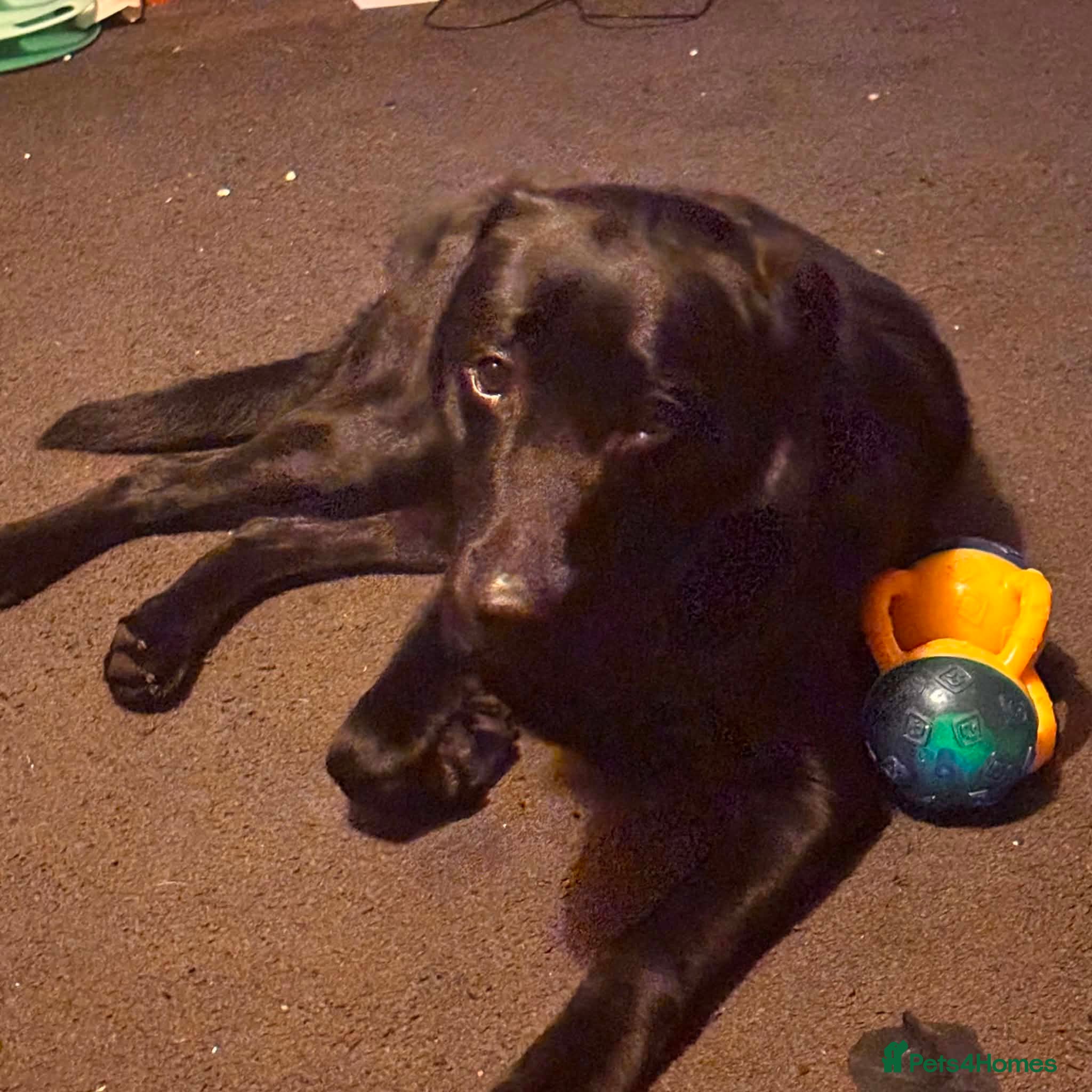 Mixed Breed dogs Merlin - Advert 13