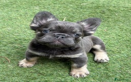 French Bulldog dogs for sale: Beautiful French bulldog girls (ready now) - Image 22
