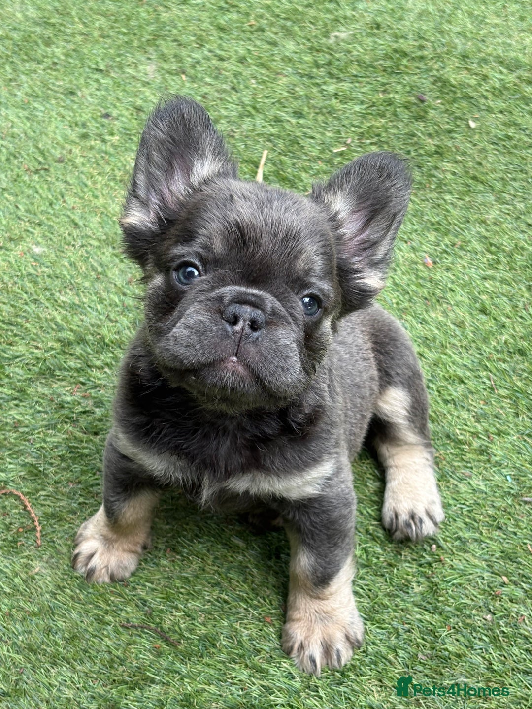 French Bulldog dogs for sale: Beautiful French bulldog girls (ready now) - Image 22