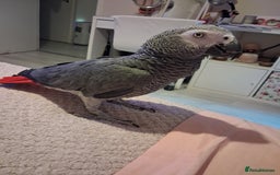 Parrots birds for sale: African Grey Parrot - Image 3