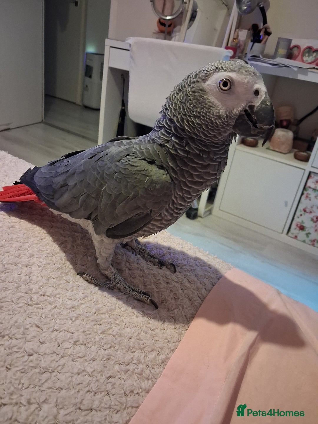 Parrots birds for sale: African Grey Parrot - Image 3
