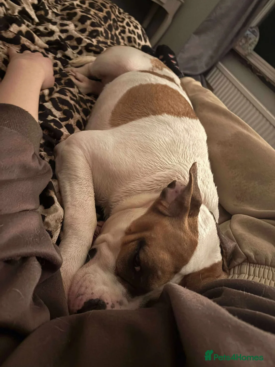 Staffordshire Bull Terrier dogs for adoption: Leia - Norwich Norfolk  - Advert 4