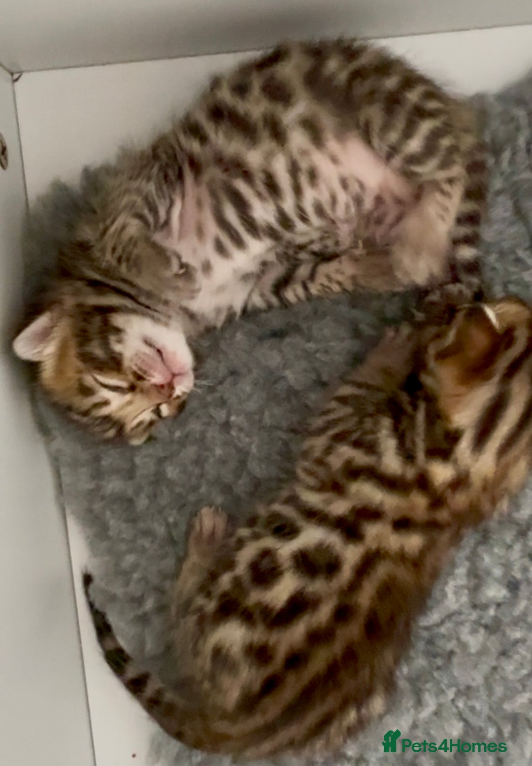 Bengal cats for sale: Exceptional show quality Brown TICA registered 🥰 - Image 38