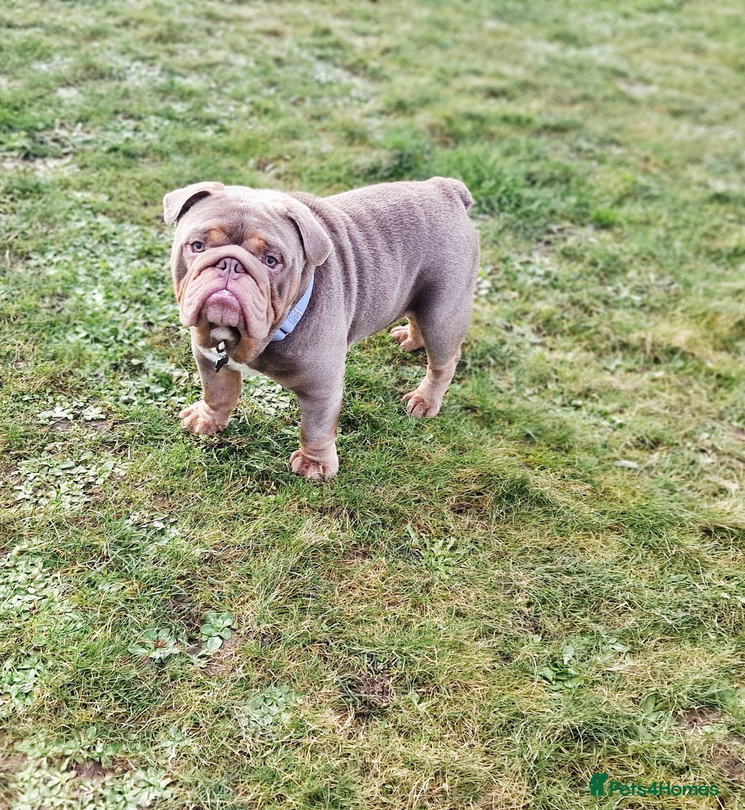 English Bulldog dogs for stud: Beautiful Kc registered English bulldog for stud - Advert 3