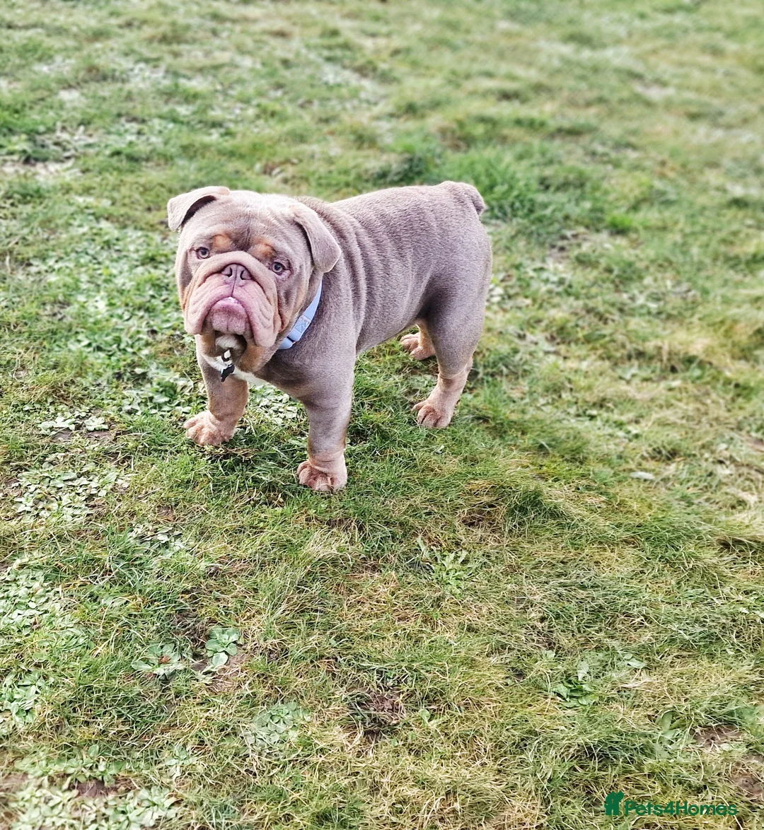 English Bulldog dogs for stud: Beautiful Kc registered English bulldog for stud - Advert 3