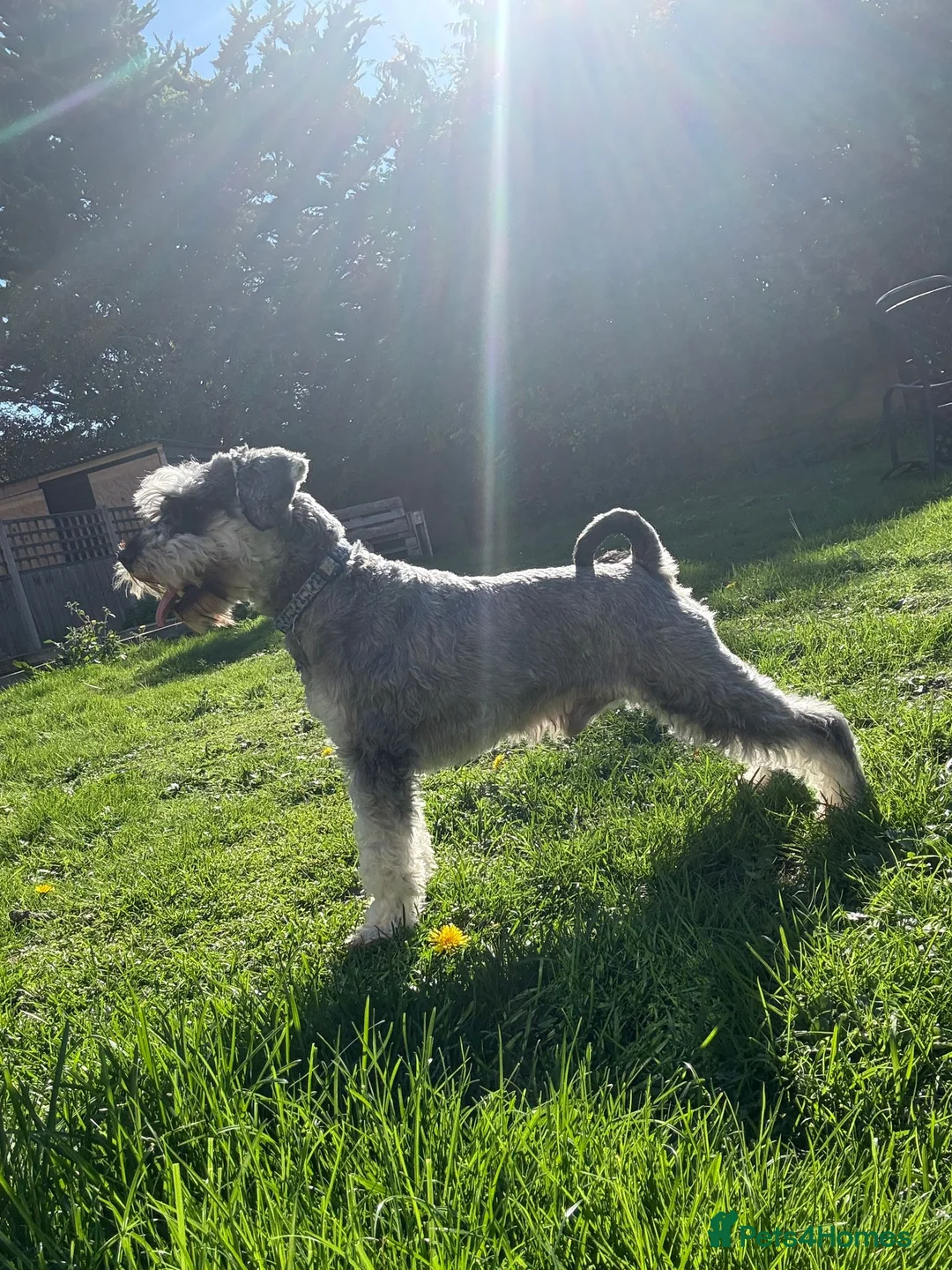 Miniature Schnauzer dogs for stud: BUDDY & HARRY  - Advert 1