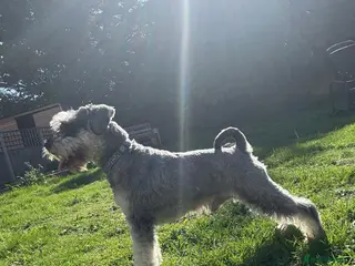 Miniature Schnauzer dogs BUDDY & HARRY - Advert 2