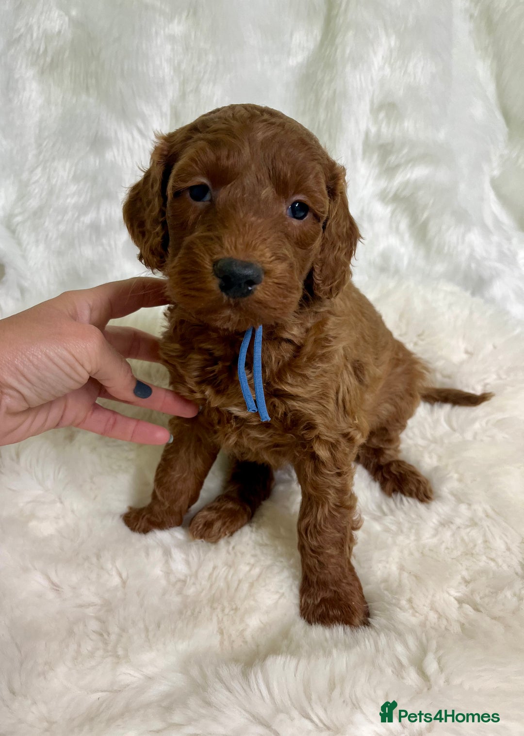 Goldendoodle dogs for sale: multigenerational Australian Golden doubledoodles - Advert 23