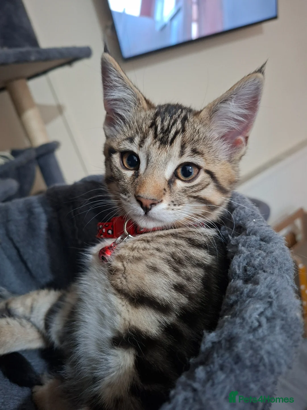 Mixed Breed cats for sale: 4 cool boys, ready to move in with their owner. in Peterborough - Advert 15