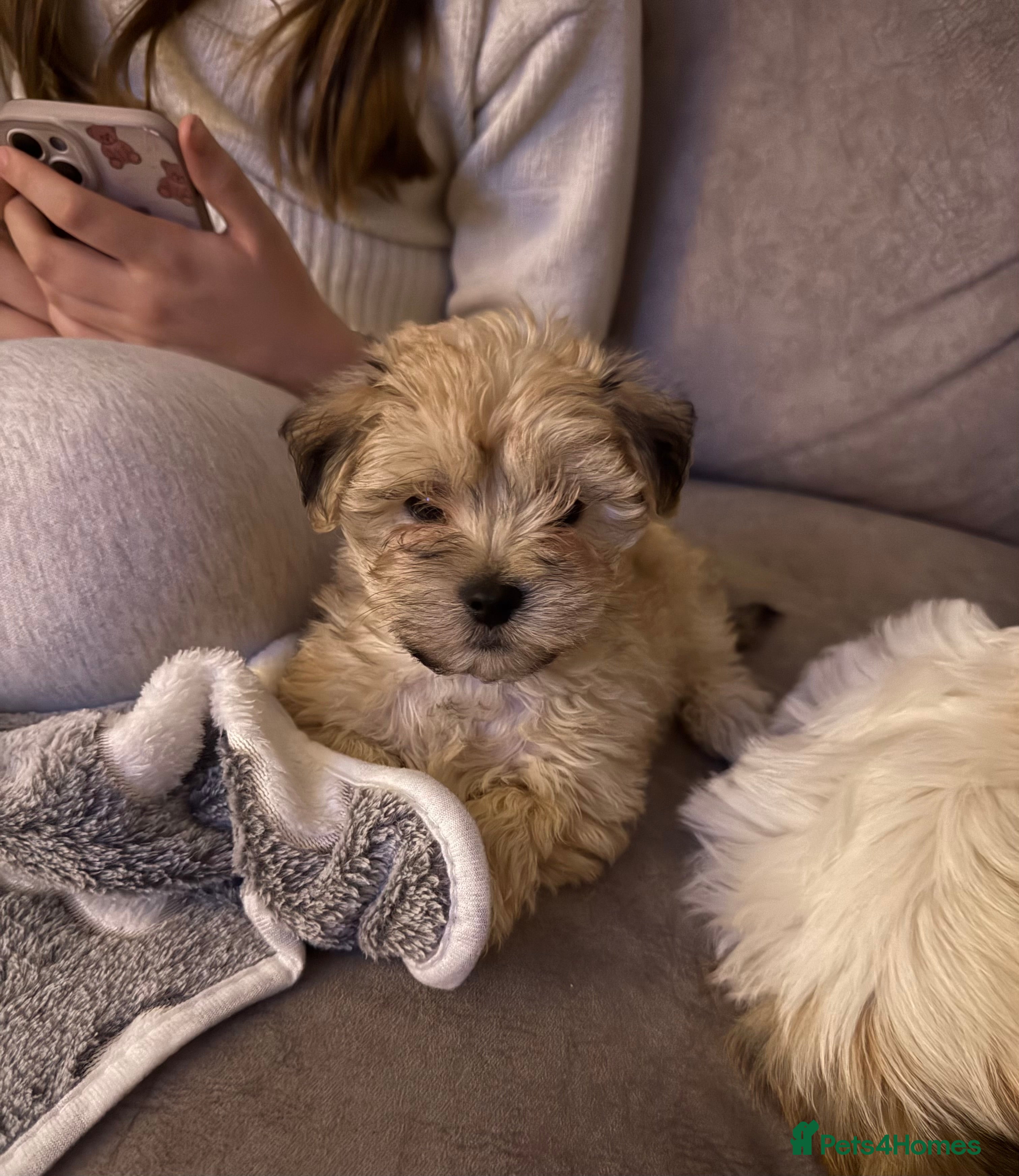 Lhasa Apso dogs READY NOW 2 beautiful lhatese boy pups  - Advert 5