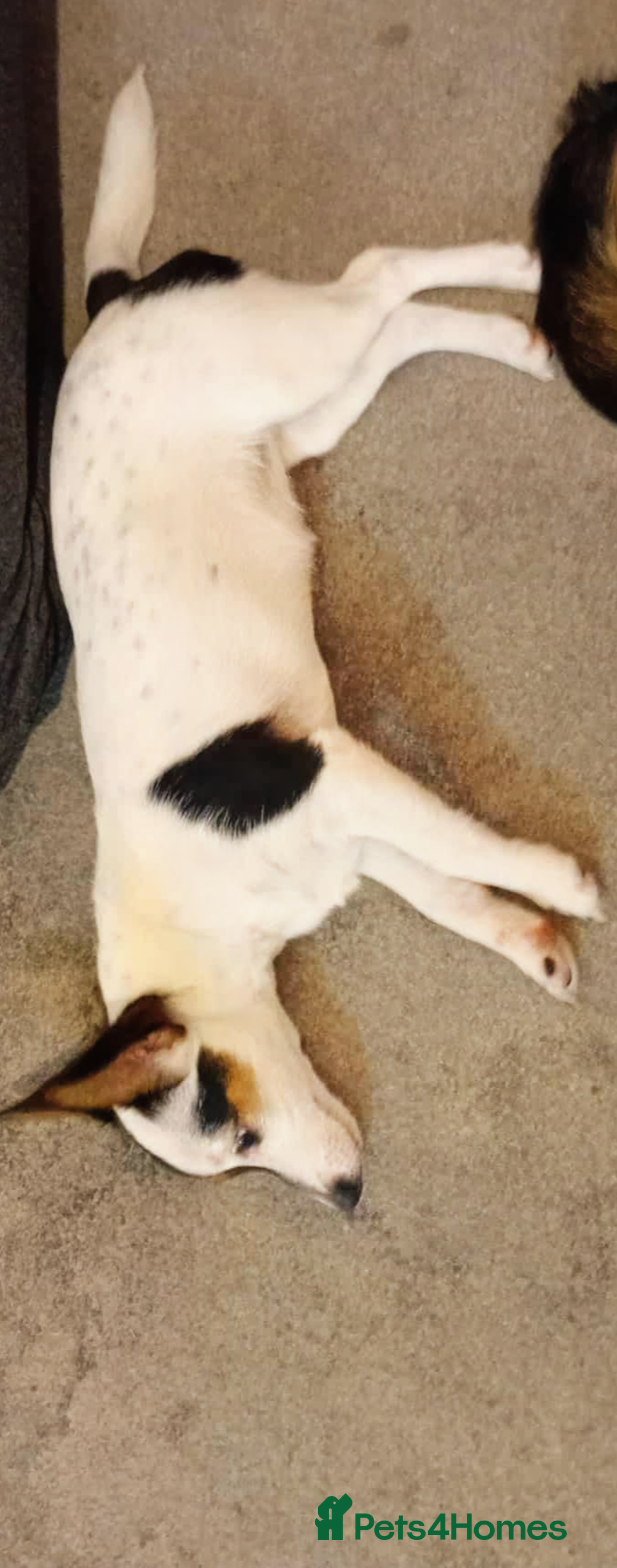 Mixed Breed dogs for sale: Roxey  - Advert 1