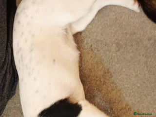 Mixed Breed dogs Roxey - Advert 5