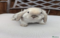 Mini Lop rabbits for sale: Mini lops baby rabbits for sale  - Image 2