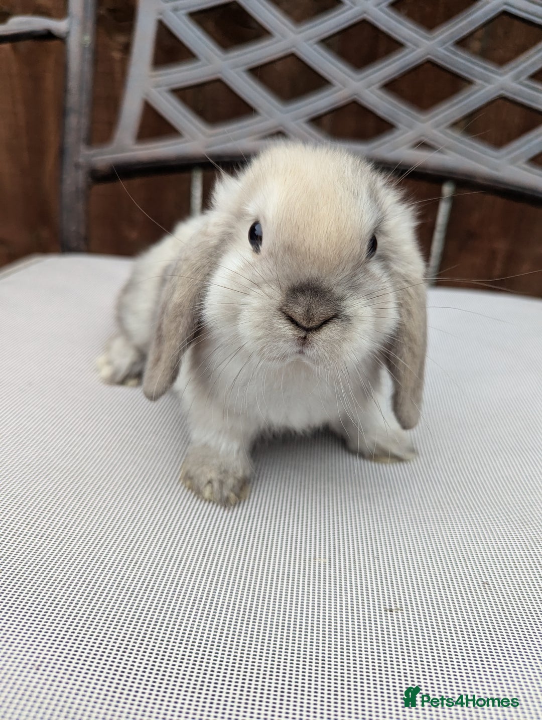 Mini Lop rabbits for sale: Mini lops baby rabbits for sale  - Image 2