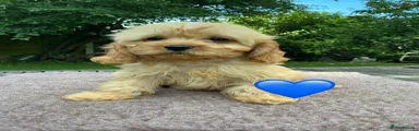 Cavapoo Puppy 3