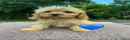 Cavapoo dogs for sale: F1 Cavapoo girl,Ready now. - Advert 9