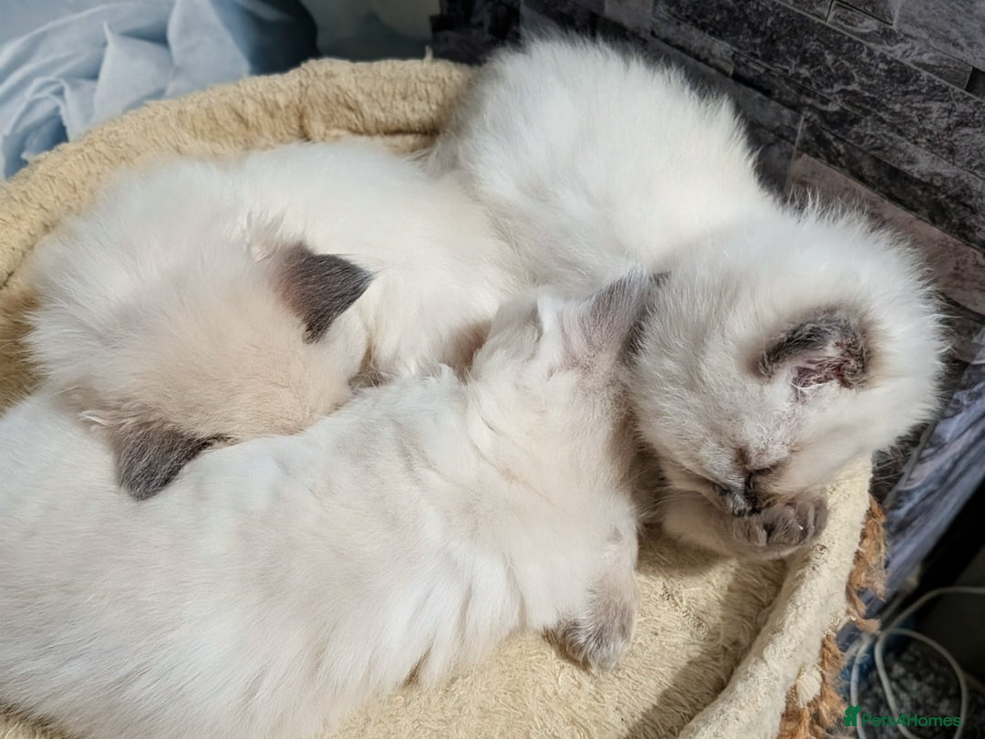 Ragdoll cats for sale: Stunning ragdolls - Advert 23