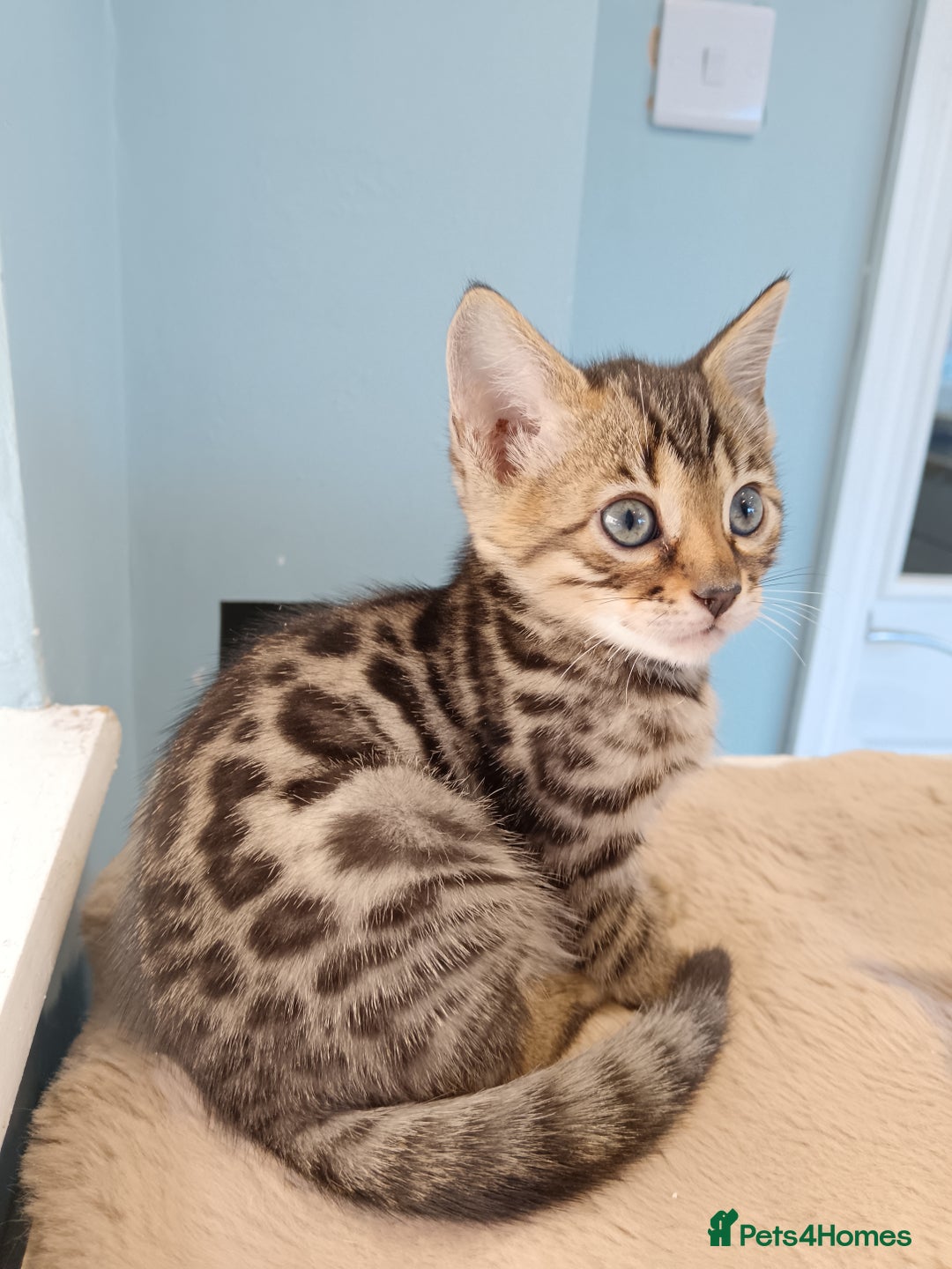 Bengal cats for sale: Tica RG F5 pure bengals - Image 7