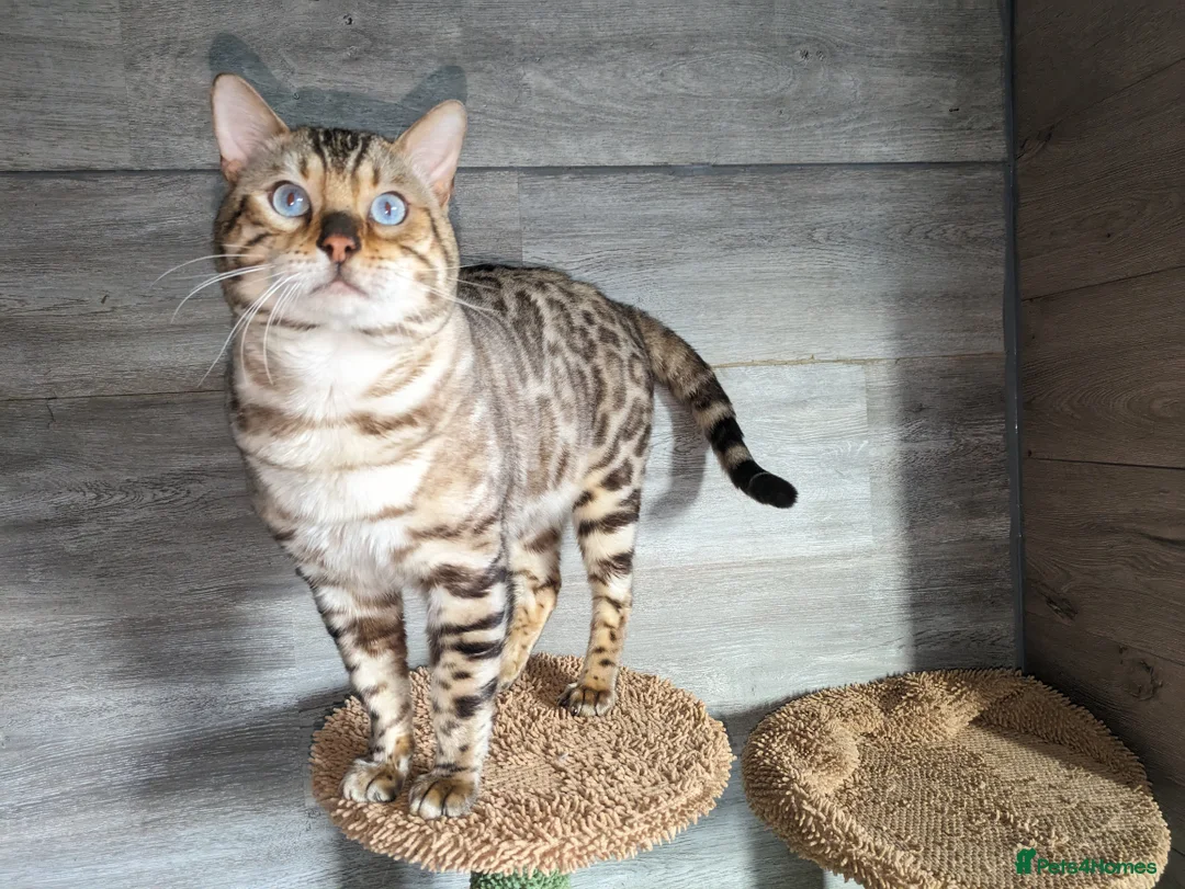 Bengal cats for stud: AMAZING SNOW LYNX STUD BENGAL TICA reg  in Harlow - Advert 5