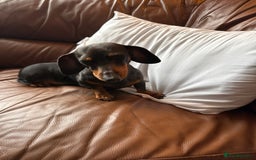 Dachshund dogs for sale: Miniature dachshund puppies  - Image 5