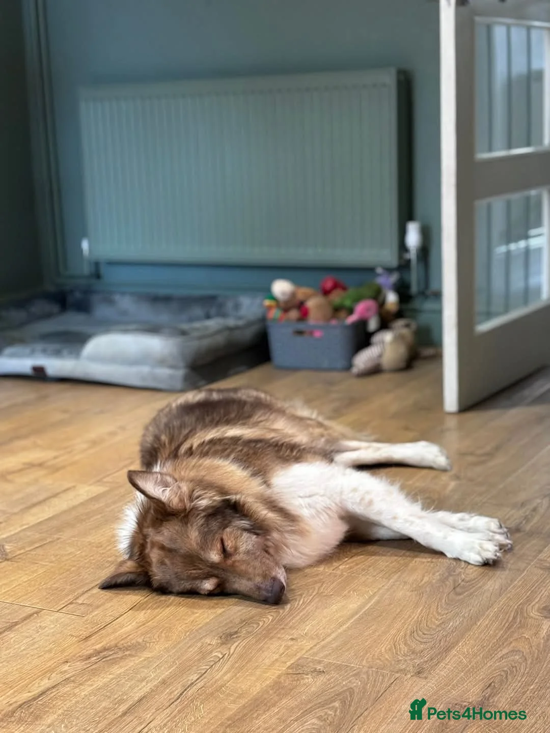 Mixed Breed dogs for adoption: Meet Teddy, currently residing in Lincolnshire  in Mablethorpe - Advert 5