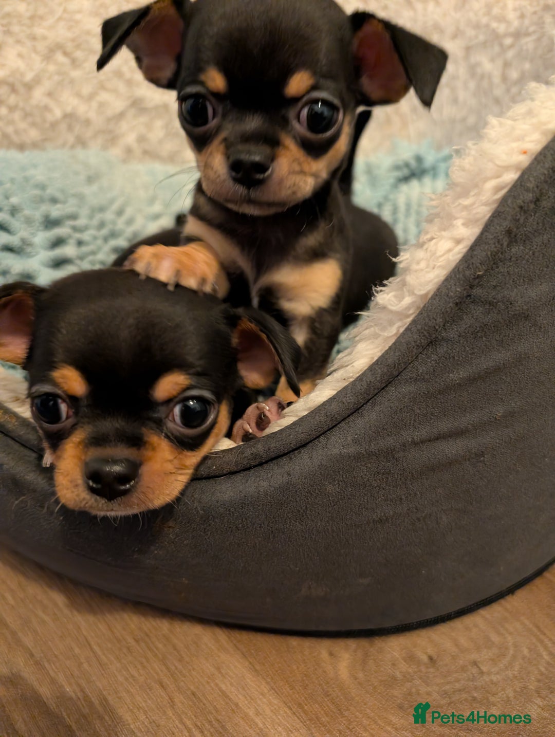 Chihuahua dogs for sale: 2 chihuahua puppies  - Image 15