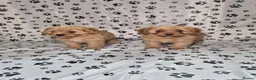Cavapoo dogs for sale: Dna Health Tested F1 Cavapoo puppies - Advert 6