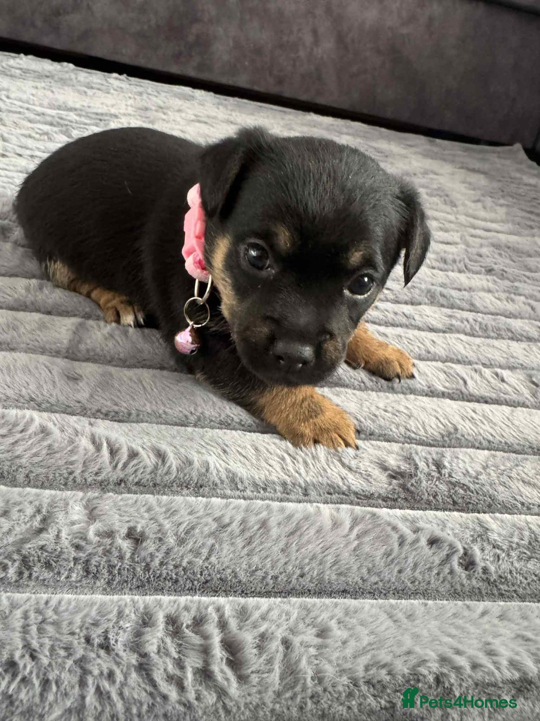 Jack Russell dogs for sale: Jack Russell puppies  - Advert 3