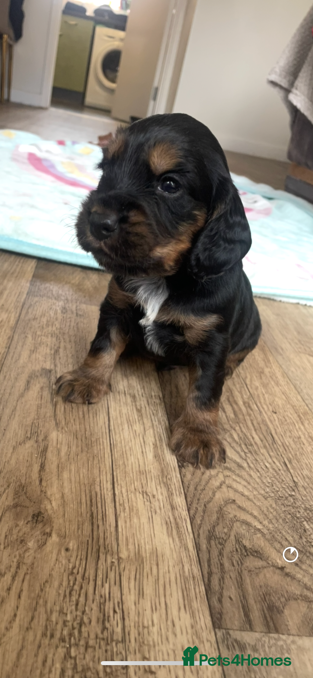 Cocker Spaniel dogs for sale: Beautiful kc registered working cocker spaniels - Image 8