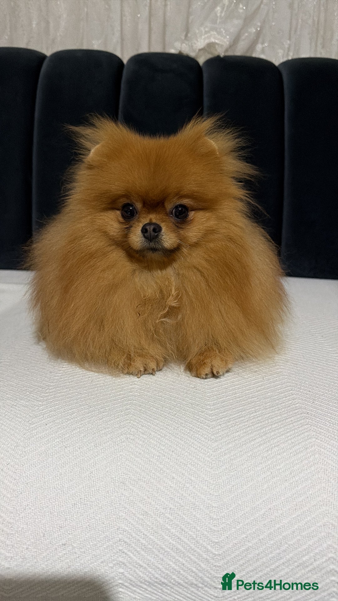 Pomeranian dogs for sale:  **  Russian blood lines sable Pom for sale 😍 - Advert 8