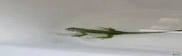 Iguana reptiles for sale: 11 month old green iguana  - Advert 5