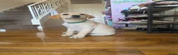 Labrador Retriever dogs for sale: READY NOW!!! KC registered Labrador Retriever  - Advert 23
